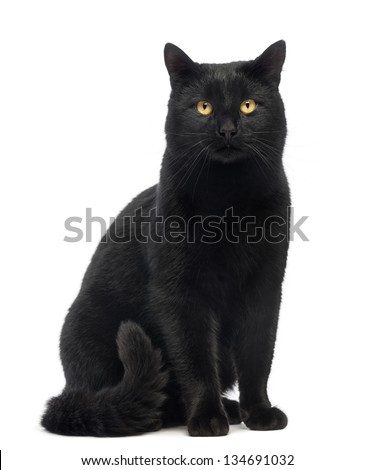 Black Cat sitting and looking at the camera, isolated on white