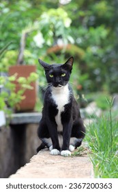 A black cat sitting and looking at something in the garden  - Shutterstock ID 2367200363