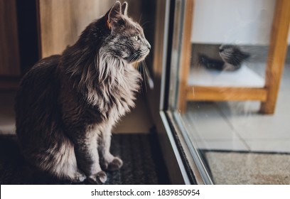 Black Cat Sitting Near The Glass Door.