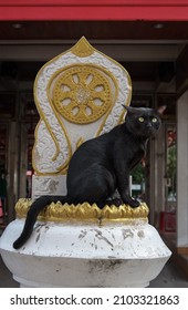 ฺStray Black Cat Sitting On Boundary Marker Of A Temple.