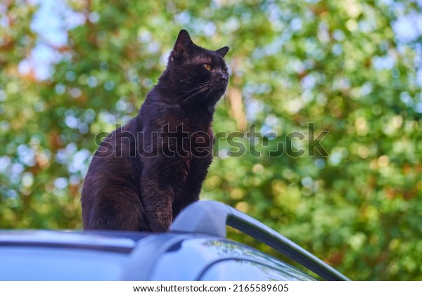 Black cat sitting on a car and guarding the\
surroundings of the\
garden