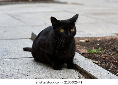 Black Cat Sitting On The City Street