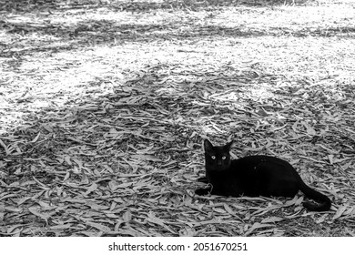 Black Cat Sitting On Eucalypt Forest Floor