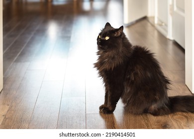 Black Cat Sitting On Shiny Hardwood Floor In Living Room