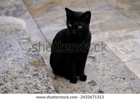 A black cat sitting on a stone is preparing to go hunting