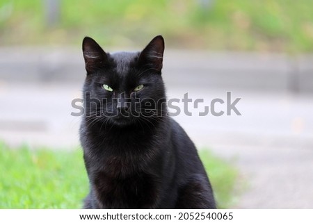 Black cat sitting on the street on green grass background. Portrait of animal outdoors