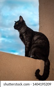 Black cat sitting on a wall