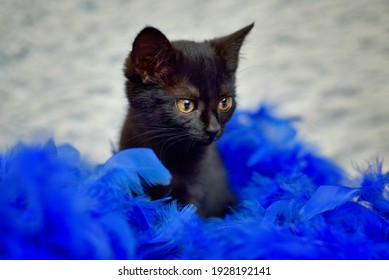 Black Cat Sitting On A White Furry Background In A Blue Feather Boa