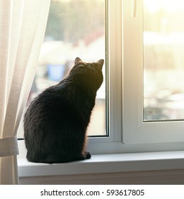 Black Cat Sitting On Window Sill And Waiting For Spring, Back View