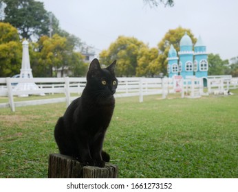 Black cat sitting on wood.