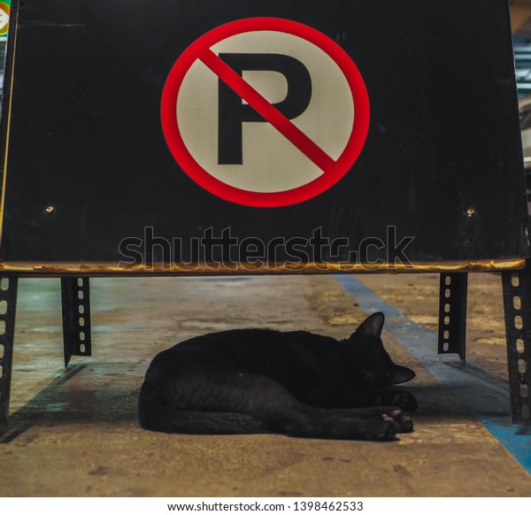 A black cat sleep\
and lay down under white red and black no parking sign at car\
parking department store  
