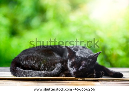 Black cat sleep in sunny day with green bokeh background , cat portrait is summer garden background.