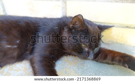 A black cat sleeping carefree