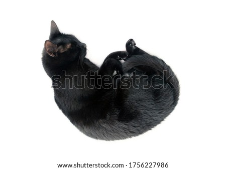 black cat sleeping curled up on white background