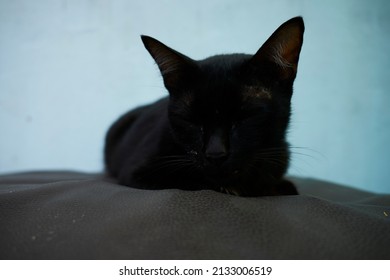black cat sleeping on the floor