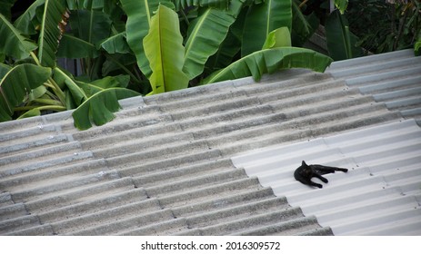 the black cat sleeping on the roof with evergreen trees environment