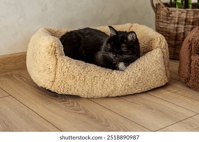 Black cat is sleeping in plush couch  bed. Light beige soft bed for cat - Powered by Shutterstock