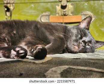 Black Cat Sleeping In Sun