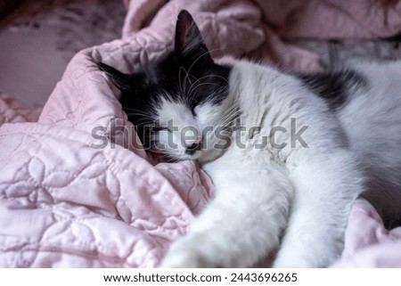 a black cat sleeps at home under a warm blanket with a blanket on the bed.
cat sleeping on a pink blanket. cat resting, sleeping, laying lazily on a bed