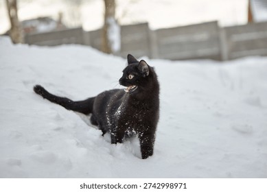 Black cat snarling with bared teeth in snow, ears back, yellow eyes, snow on fur, no people visible.