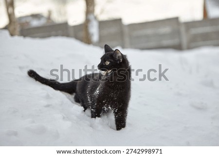 Black cat snarling with bared teeth in snow, ears back, yellow eyes, snow on fur, no people visible.
