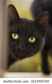 Black Cat Sneaking In Through Window 