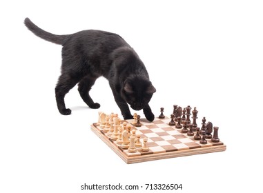 Black Cat Sniffing On Pieces On A Chessboard, About To Knock Them Over, On White