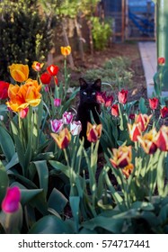 The Black Cat, In Spring Garden With Colored Tulips