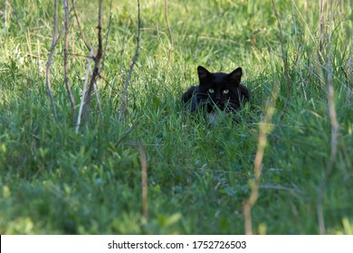 Black Cat Stalking Prey In Nature