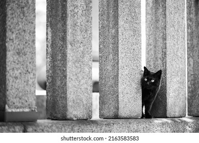 Black Cat Standing Between Stone Walls Stock Photo 2163583583 ...