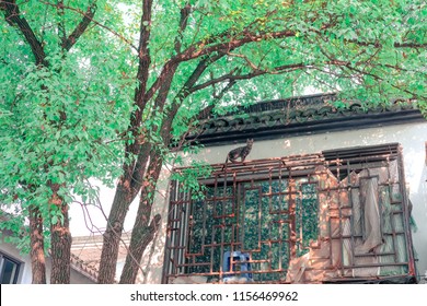 A black cat standing on old window wrough iron grate, under the chinese style roof in summer. The white wall cover by green lefts tree. Big cat looking up and prepare to jump.