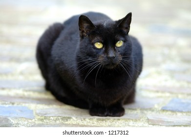 Black cat staring at the camera - Shutterstock ID 1217312