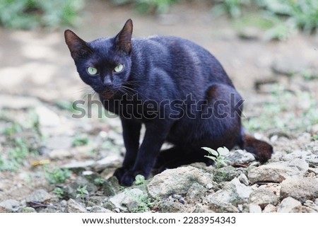 Black cat staring at camera looking to attach in tropical garden