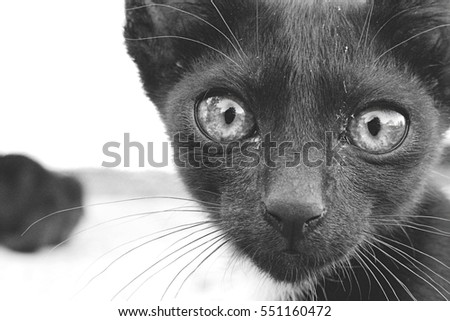 black cat staring into the camera
