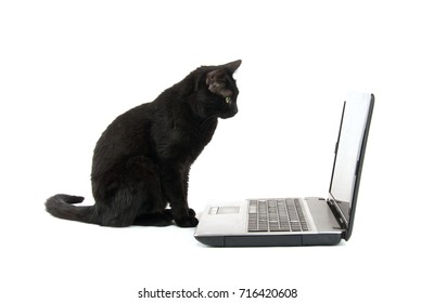 Black cat staring at a laptop screen, on white background