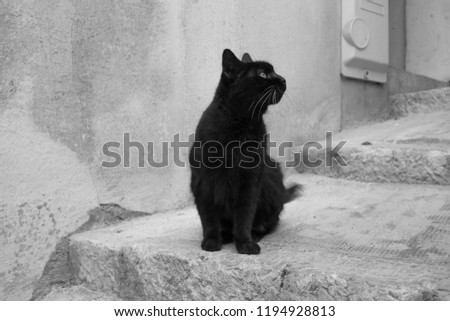 black cat in the street