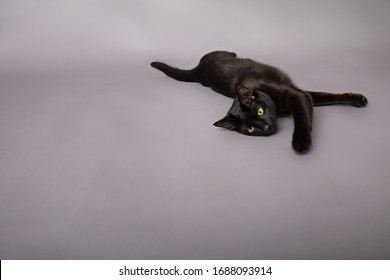 Black Cat Stretching Laid Down Paw Reaching Out In Studio Portrait 