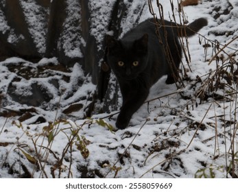 A black cat strides confidently through snow-covered ground, surrounded by winter vegetation and a rustic backdrop. - Powered by Shutterstock