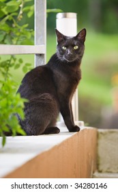 Black Cat In A Summer Garden