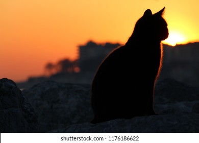 The Black Cat And Sunset