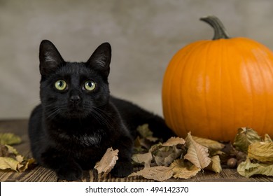 19,880 Black cat wood Images, Stock Photos & Vectors | Shutterstock