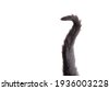 cat tail isolated