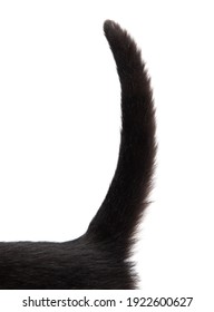 Black Cat Tail Isolated On White Background.