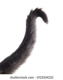 Black Cat Tail Isolated On White Background.