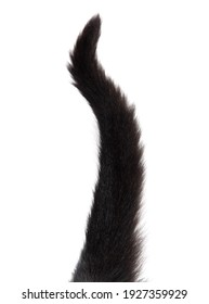 Black Cat Tail Isolated On White Background.