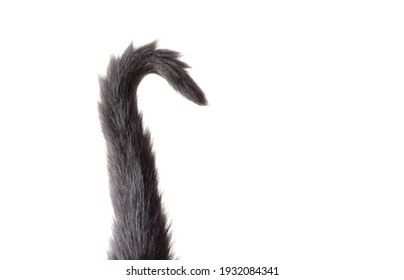 Black Cat Tail Isolated On White Background.