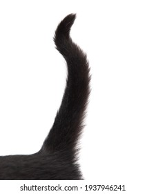 Black Cat Tail Isolated On White Background.