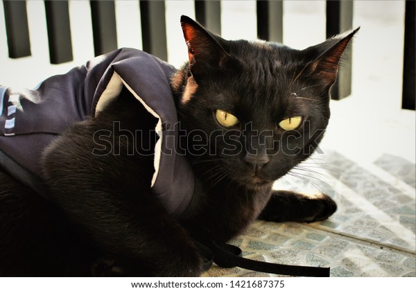 Black Cat Thinking About Life Lying Stock Photo Edit Now 1421687375