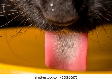 Black Cat Tongue Macro