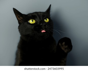 Black cat with it's tongue out looking towards the camera. It's left paw is up gesturing for something, very cute. Cat is waiting for a treat. Positioned behind a grey white background wallpaper. - Powered by Shutterstock